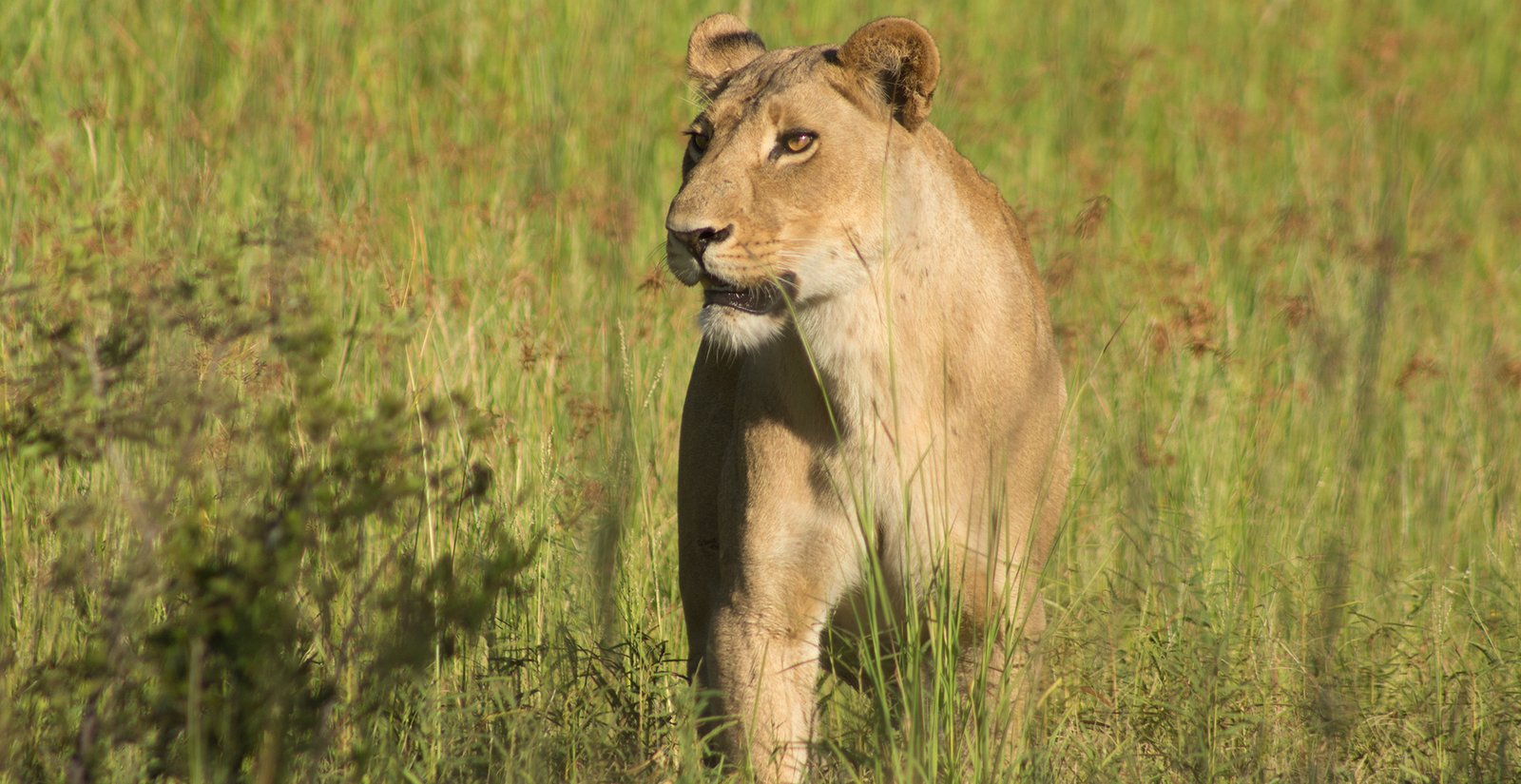 15 Days - Lion Trail